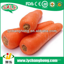 China fresh carrot hot new products for 2014